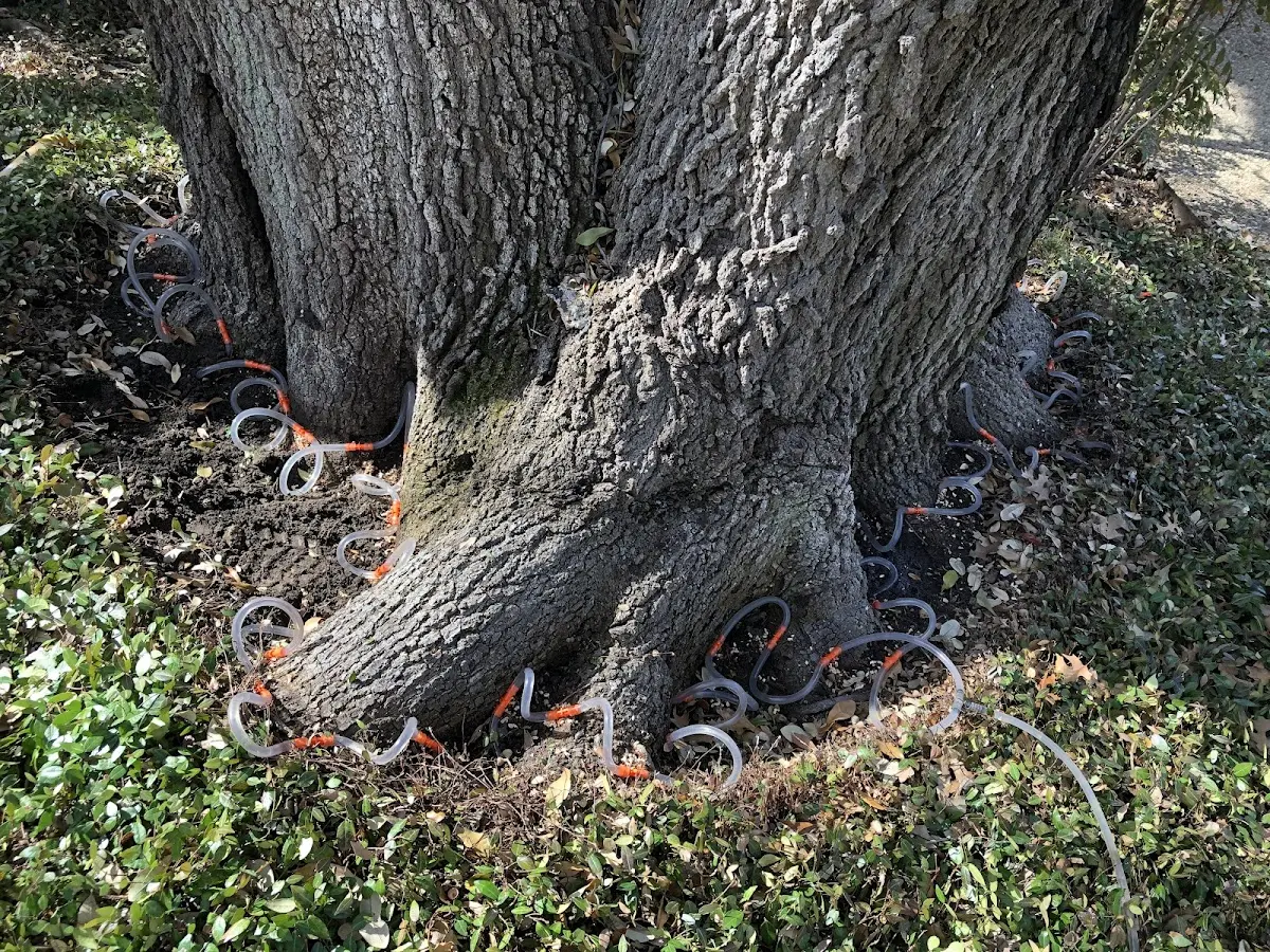 Detailed Tree Cabling and Bracing job site in Alexandria